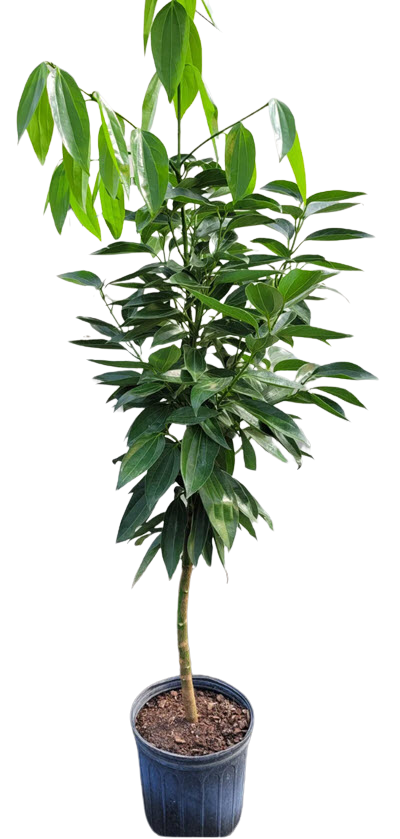 10" Canela Cinnamon Standard